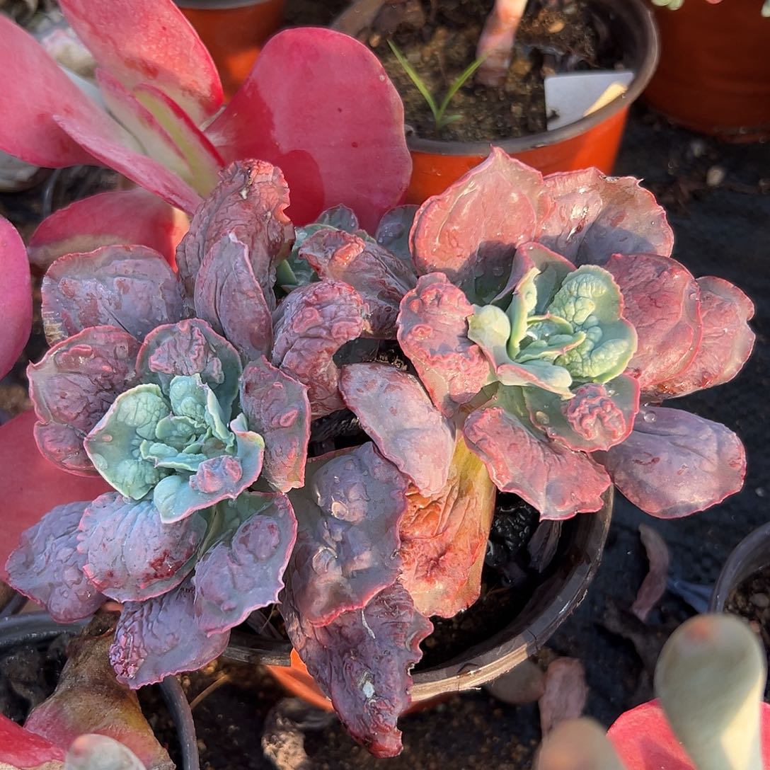 多肉植物狂野男爵