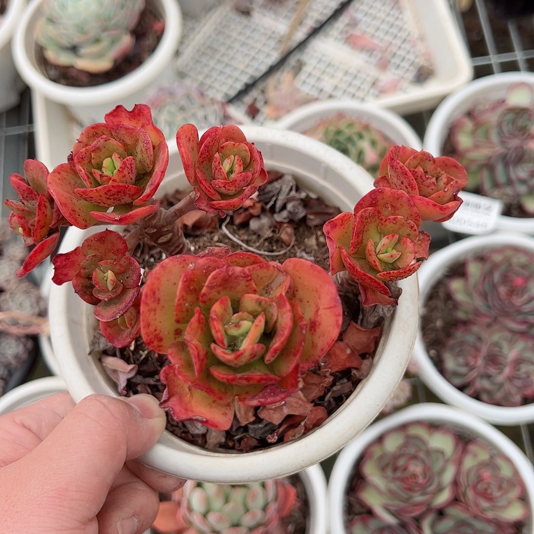 红梅老桩三头起精控