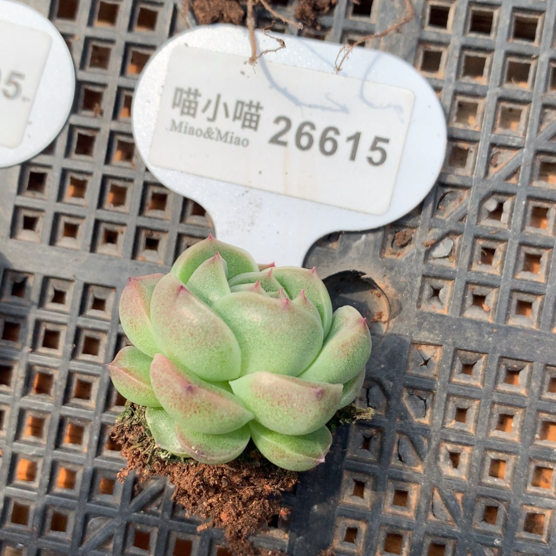 多肉植物麦秆珍妮