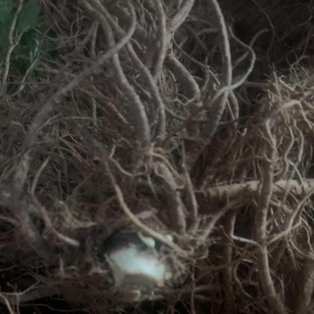 （走夷方现收）深山挖采-野当归