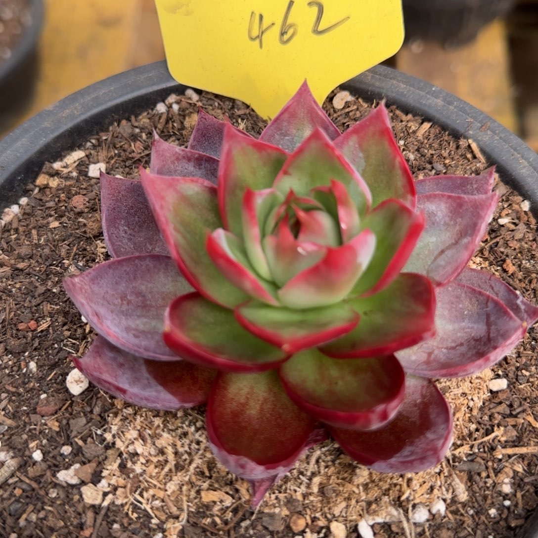 惊鸿一物一拍包装收缩花旱462