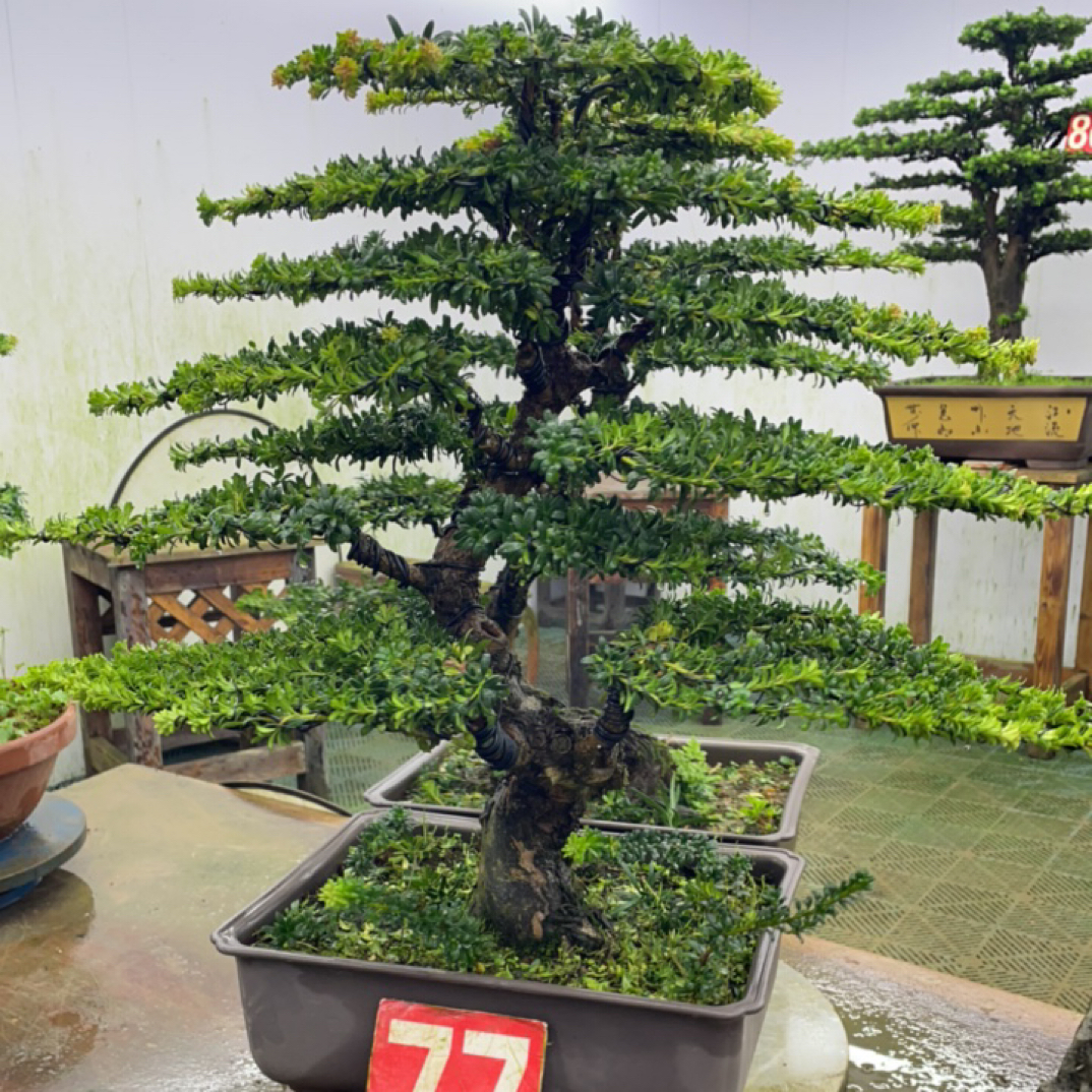 望霖莱名称盆景罗汉松【一物一拍】含盆包邮室内庭院均美观