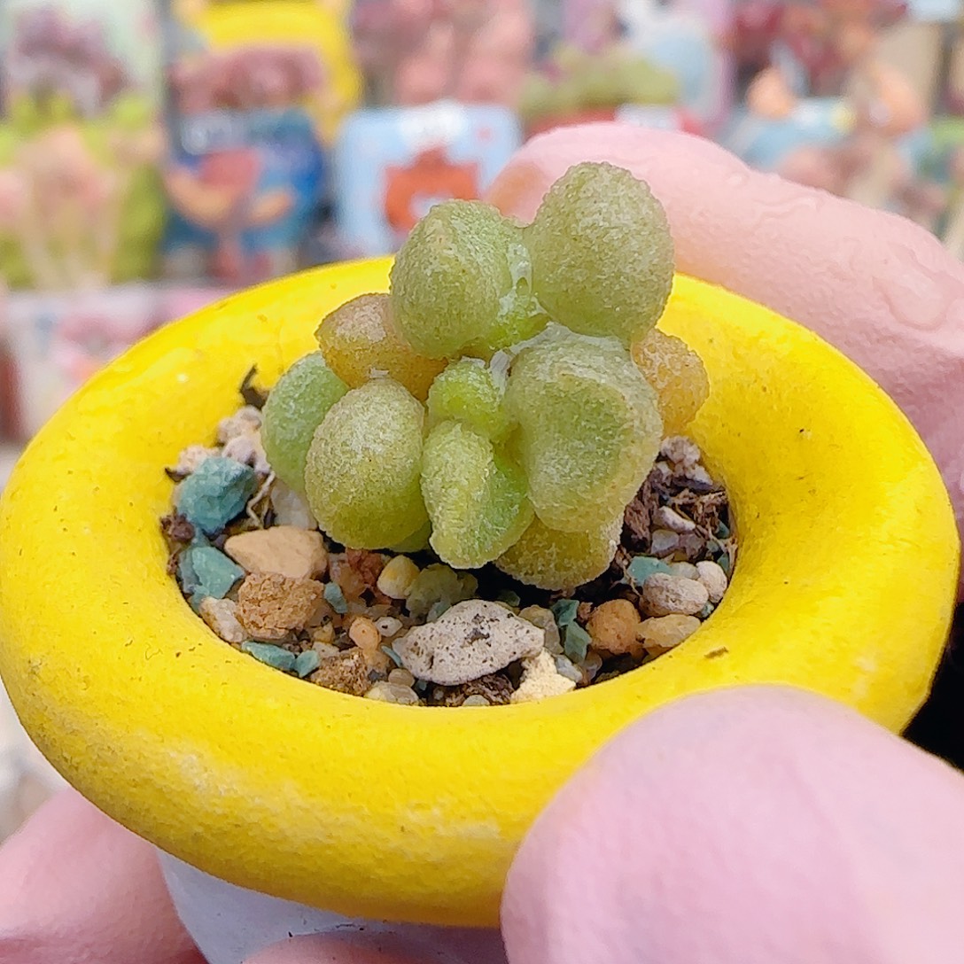 L 可爱银之卵 盆口2cm