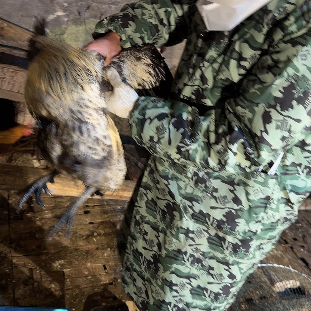 土鸡中国大陆土鸡