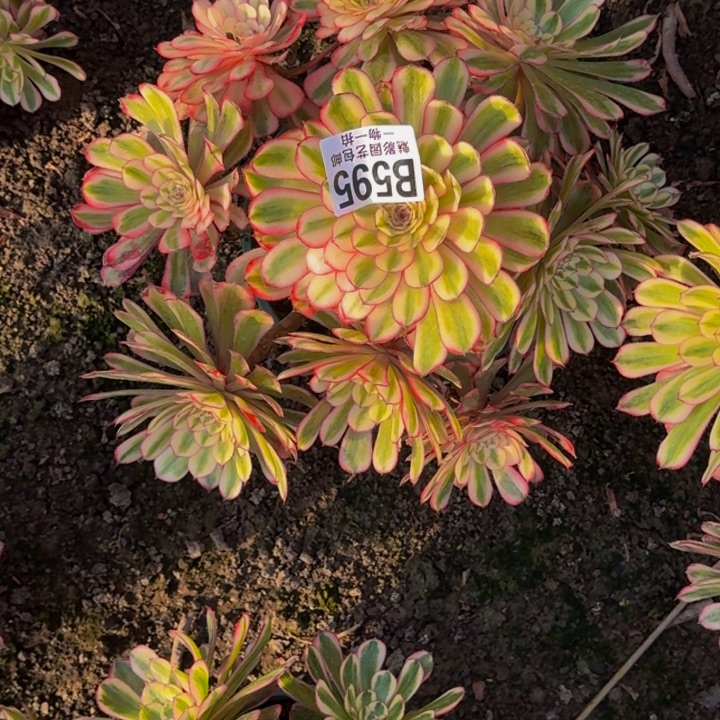 白月光25-18包邮花花万紫千红一