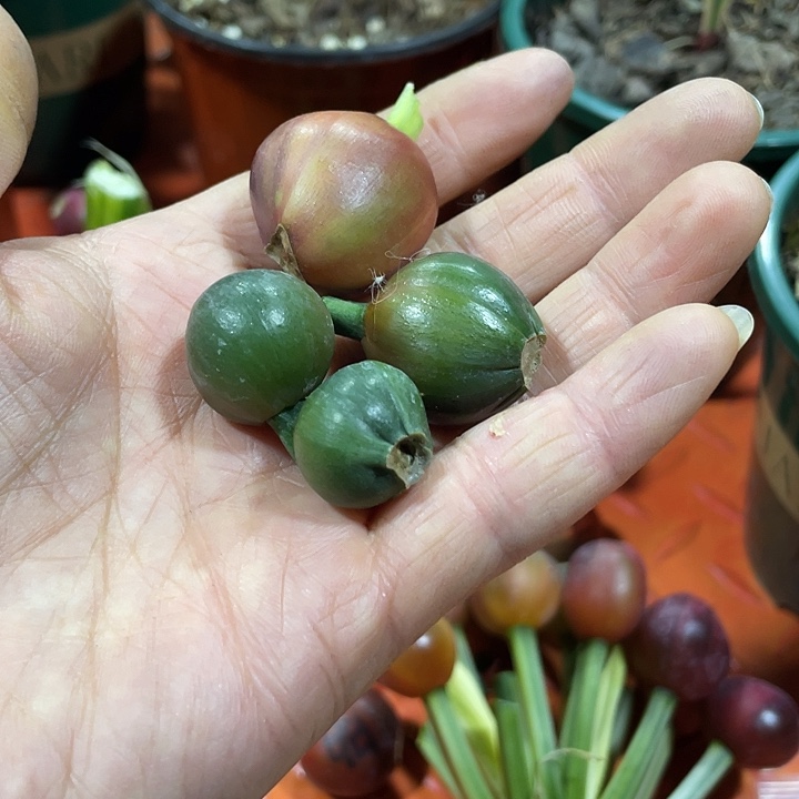 开***鱼完全开放君子兰四季开花稀释甲醛