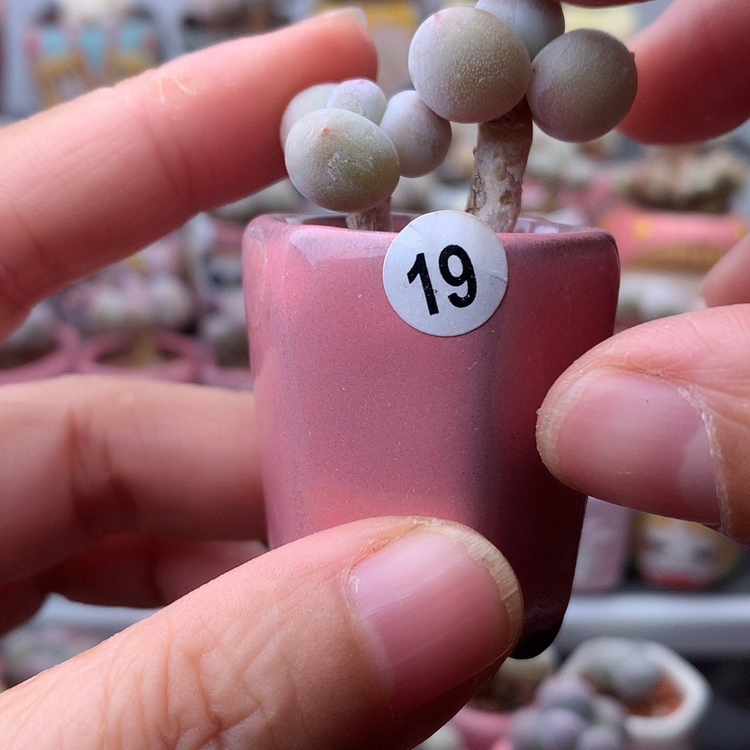 鸡蛋奶酪带盆发货