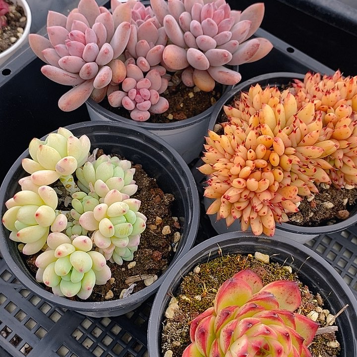 176 多肉植物盆栽花卉植物