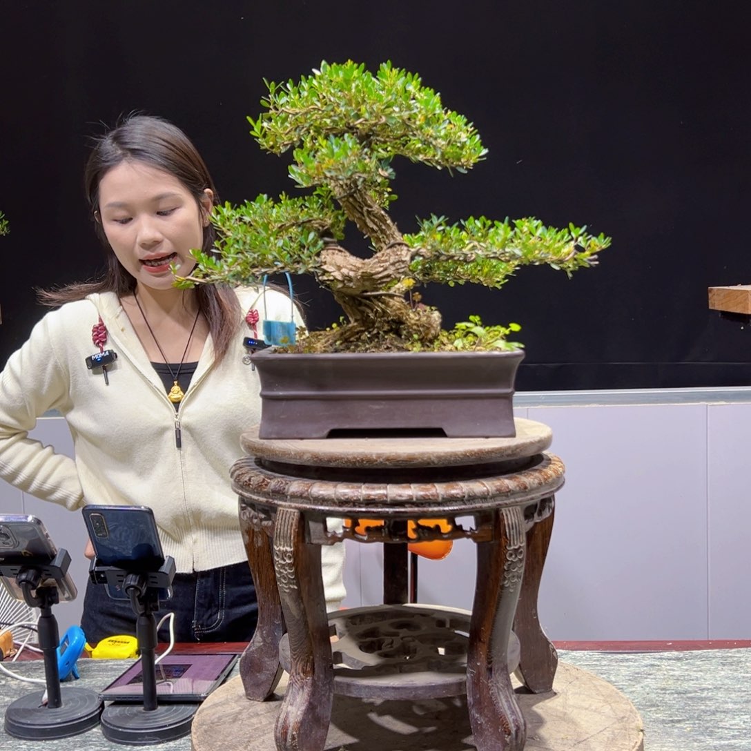 绿植黄杨盆景盆景