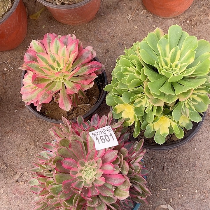 1601一颗辛尼亚+一颗孔雀翎+一颗粉女巫