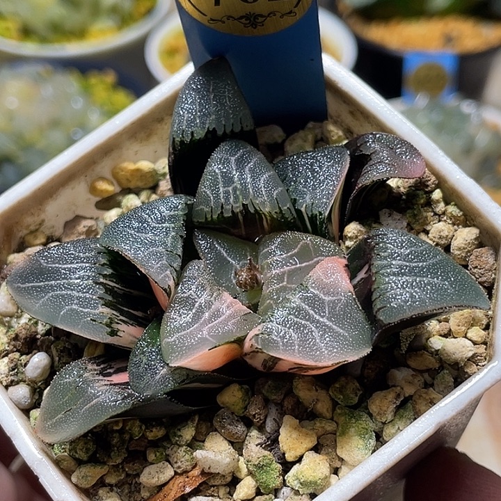 762大型克锦福利一物