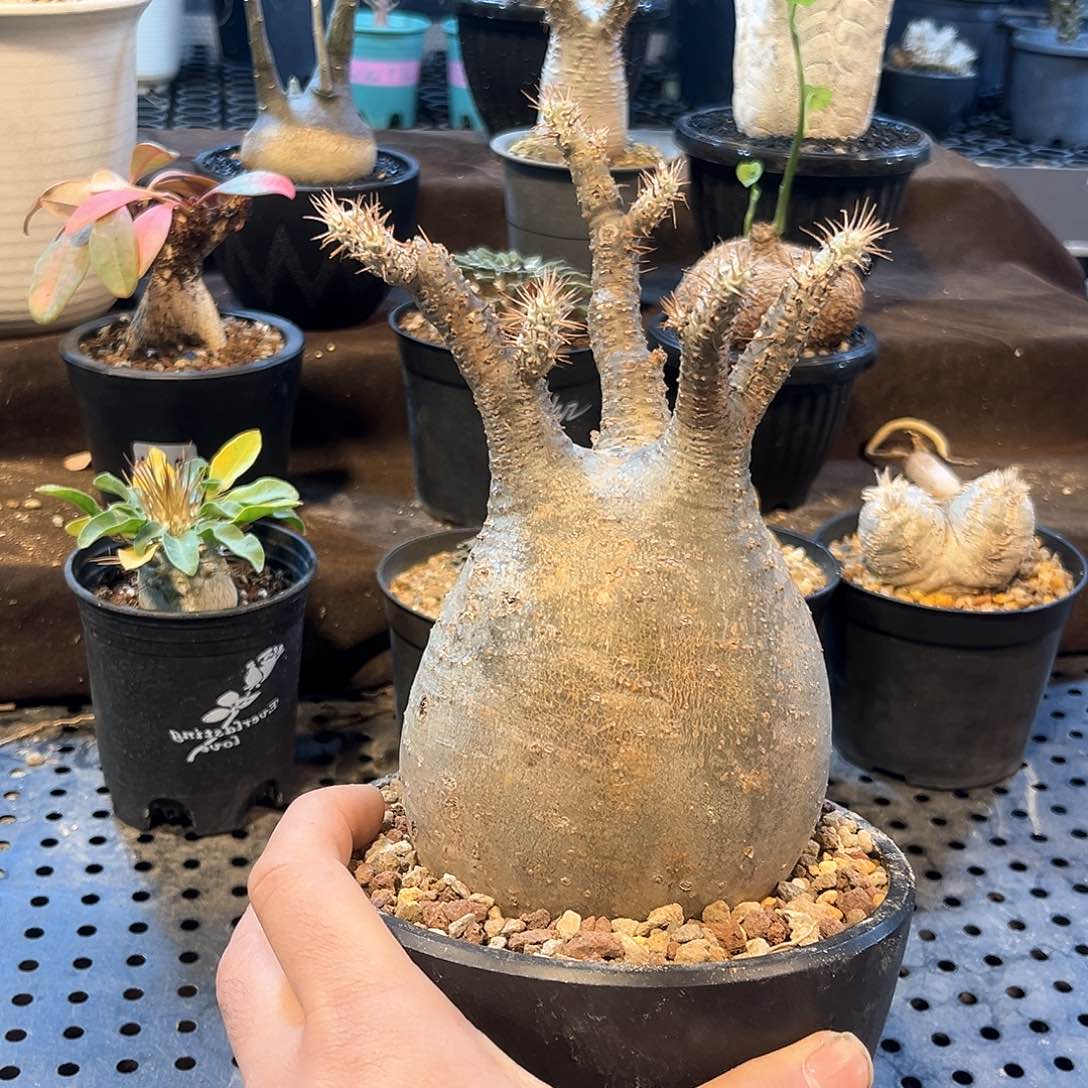 象牙宫特价10.4公分