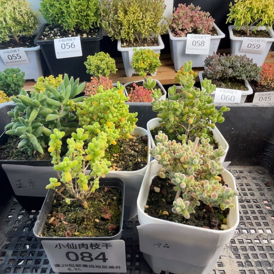 安***素084枝干番杏组合5棵