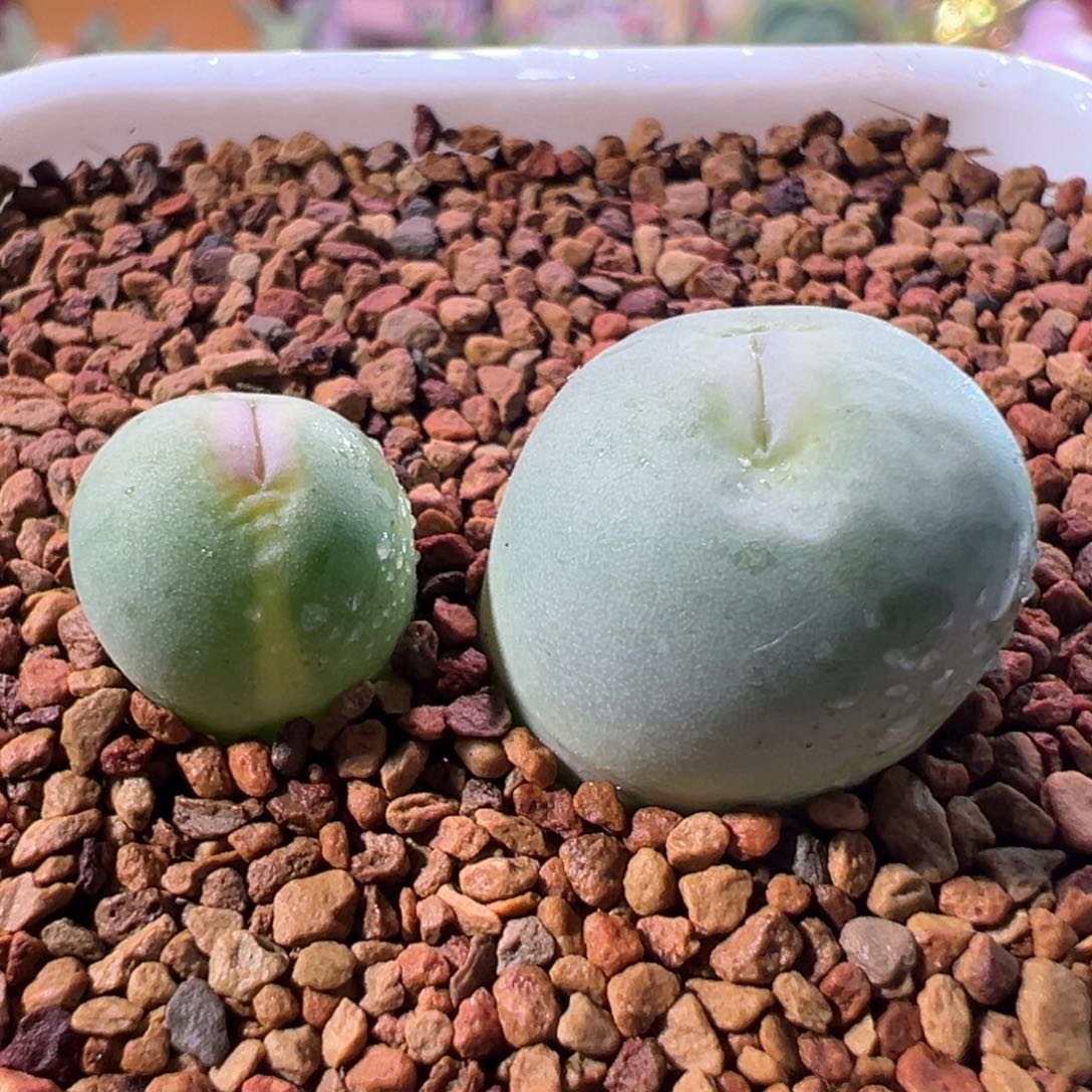 0470，嘟嘟p嘴锦，肉锥植物