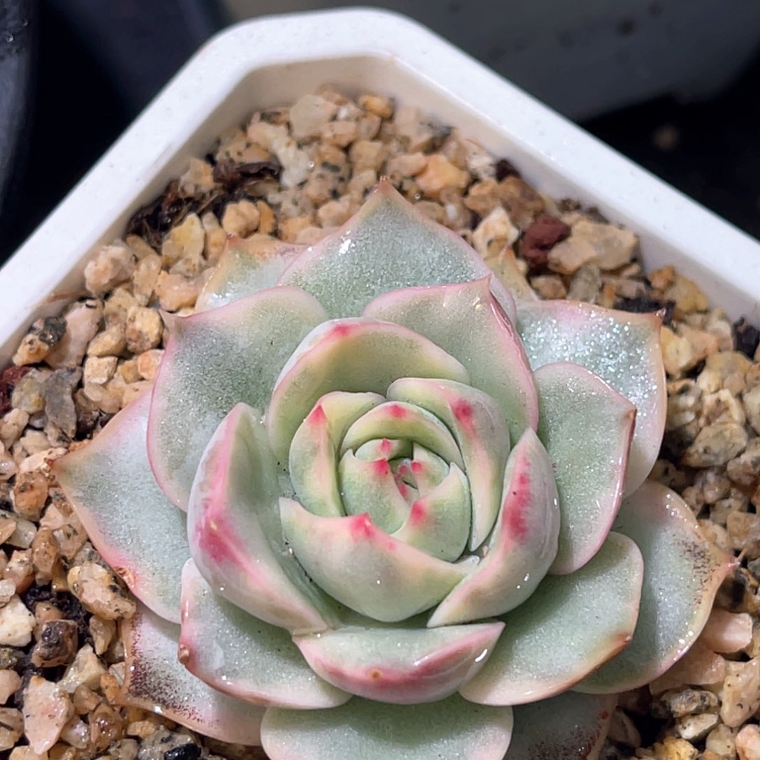 多肉特价粉色提示锦