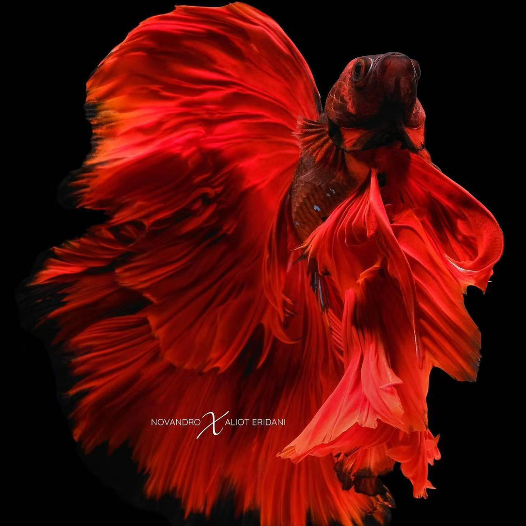 C1 (97-120) 泰国精选婚纱斗鱼小型热带观赏鱼（直播间选鱼）