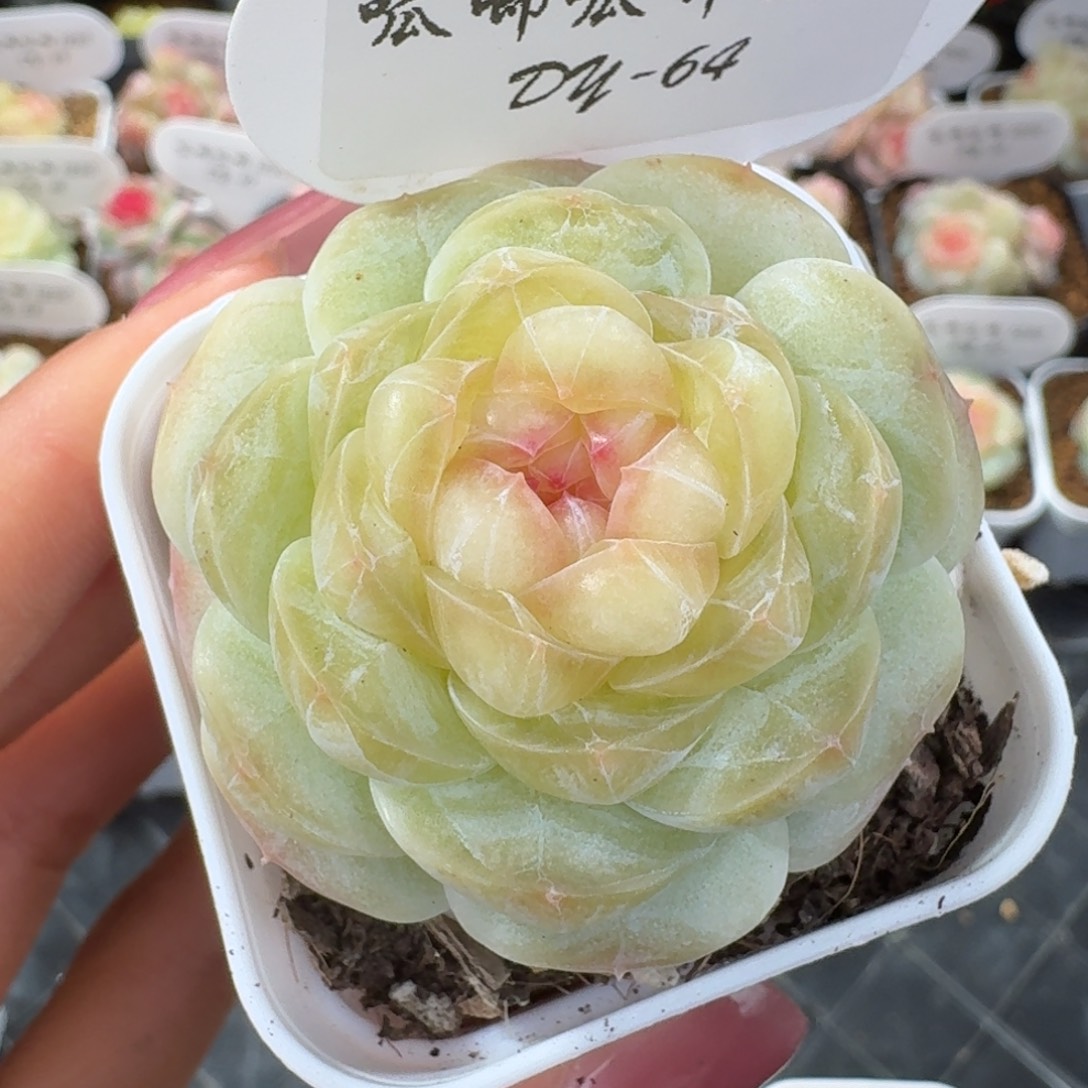 1230-64-荷包蛋单头一颗