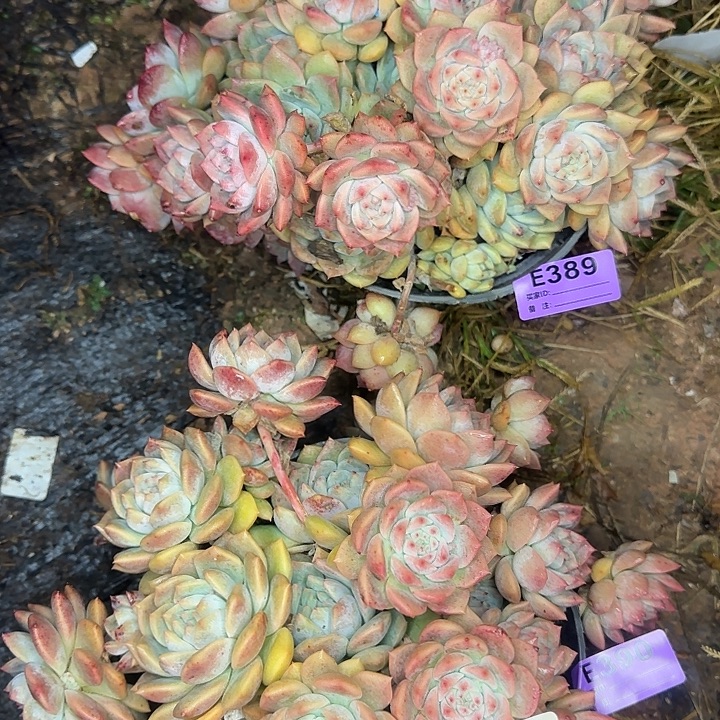 甜***歌霜花多肉两棵389.390