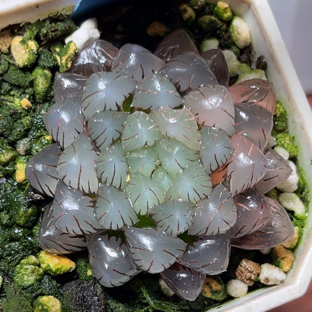 恭喜发财大吉大利578