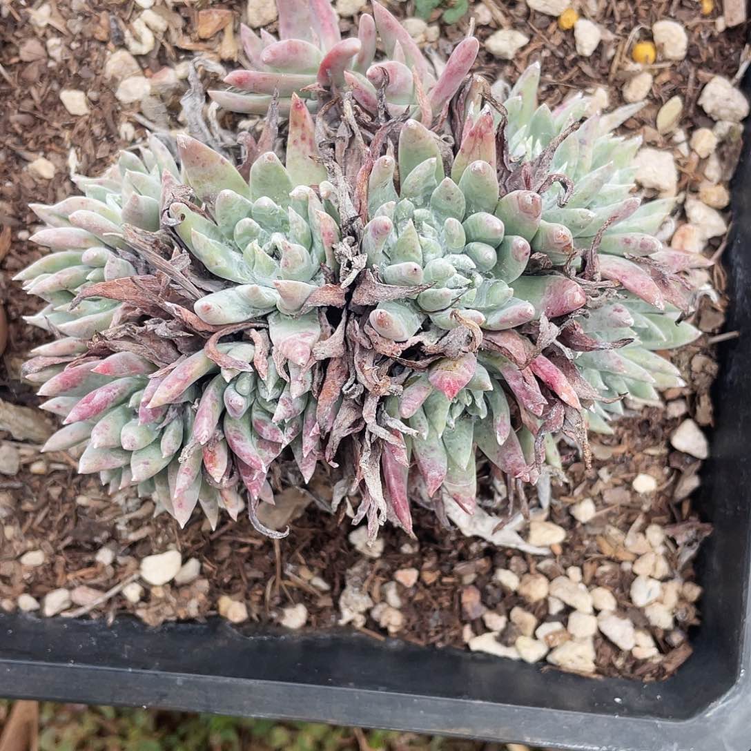 白姆缀老桩多头922