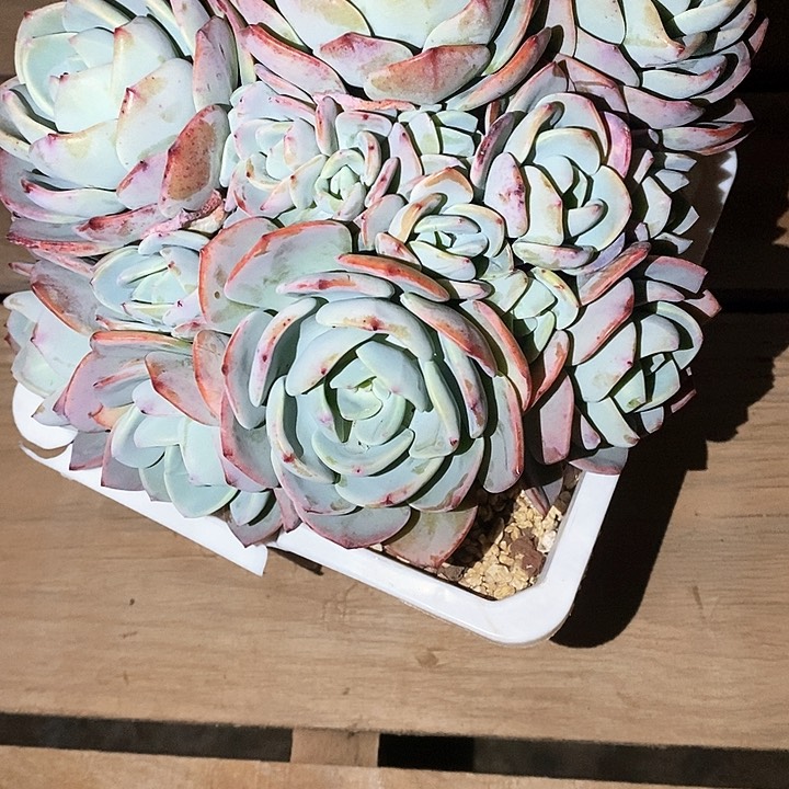 洪*白月光多肉植物8-3