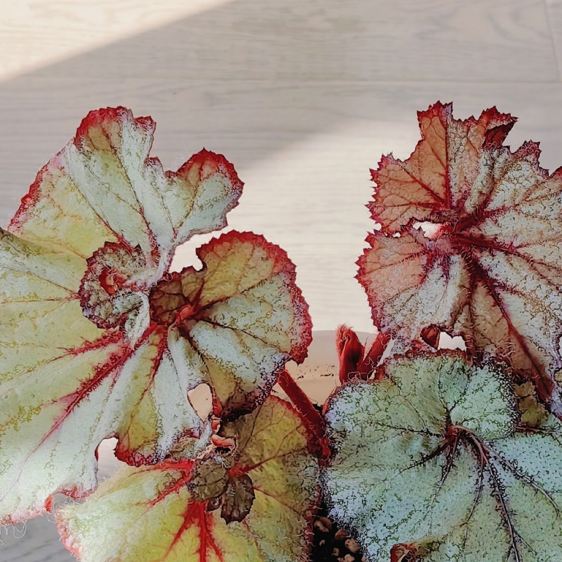 Ds乌系王子秋海棠室内观叶植物耐阴好养易活绿植盆栽适合书房