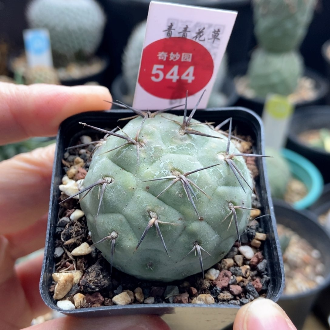 自根海胆习志野4cm