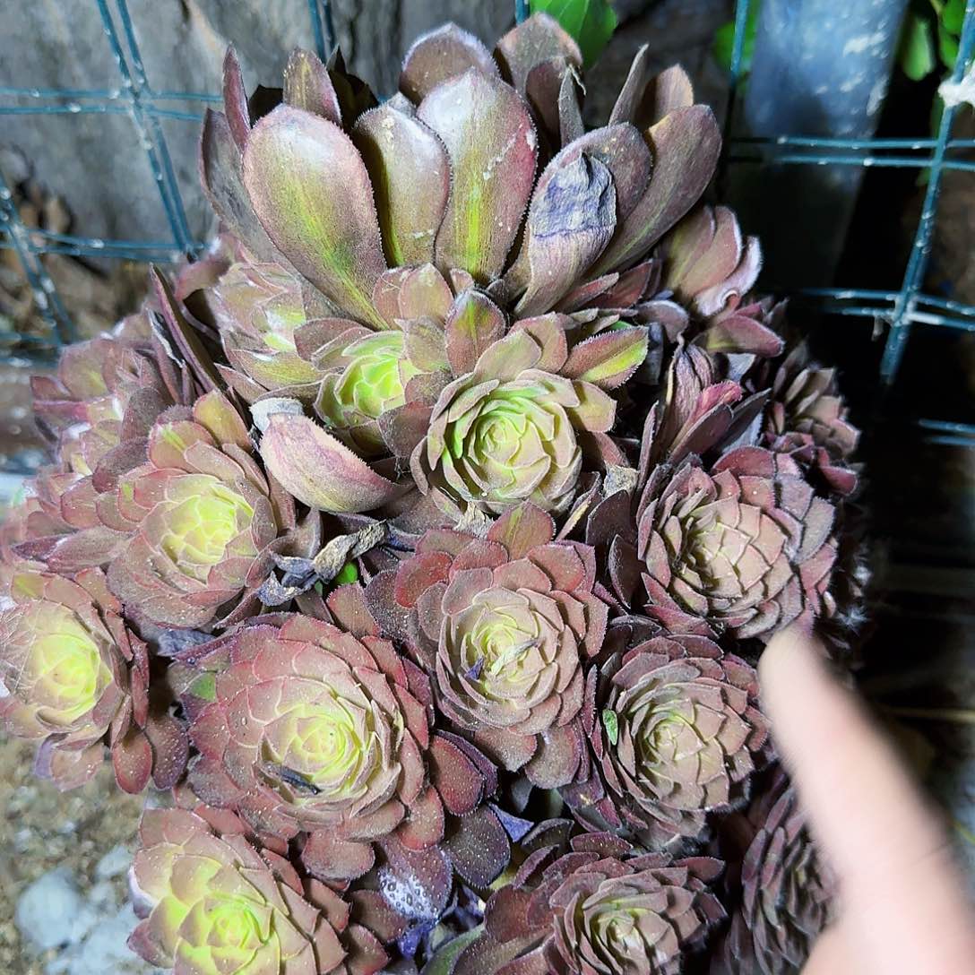 灰万圣节拉丝满20包邮