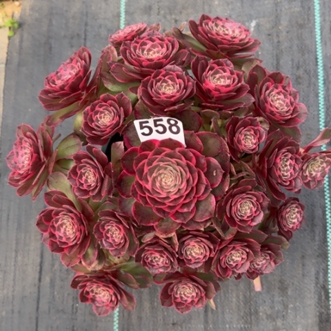 558粉花妖30厘米左右