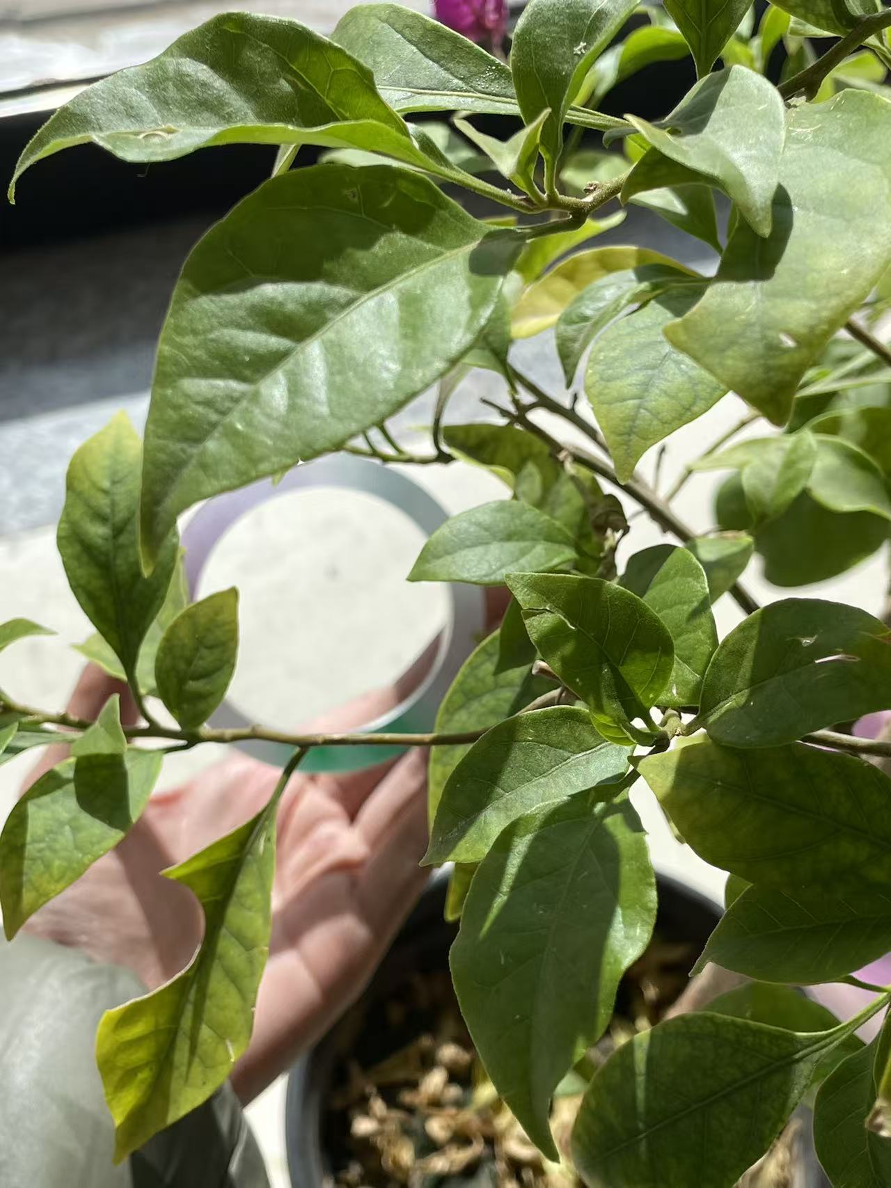 时尚百搭美人手环石英质玉[按价拍]