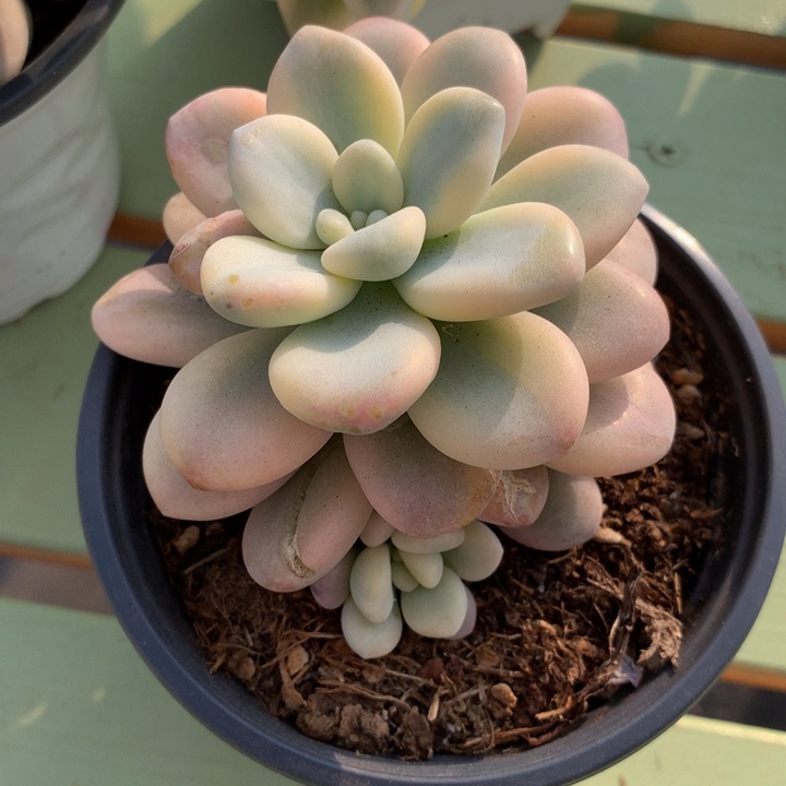 洛神锦锦上园艺一物一拍