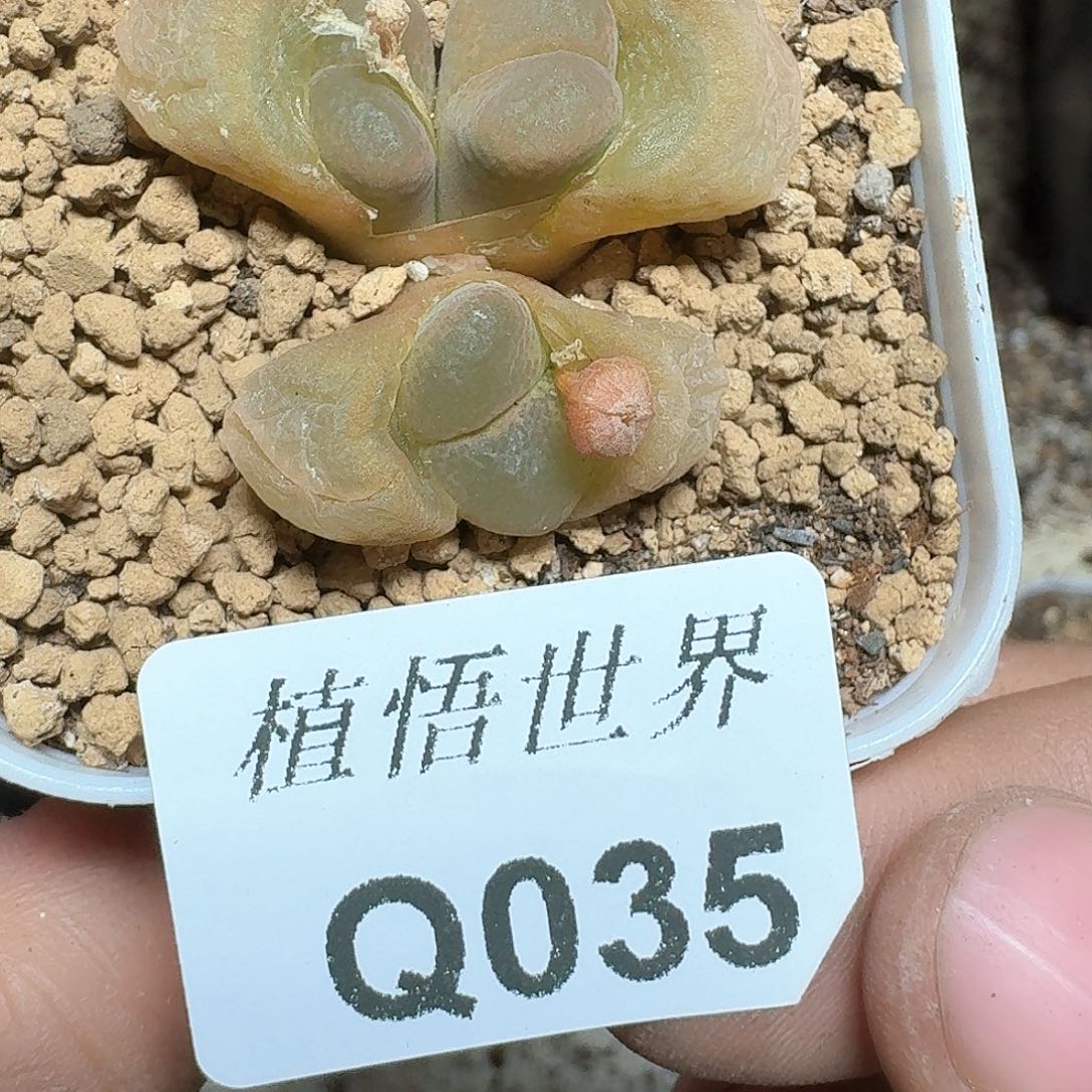035号多肉植物哇d f