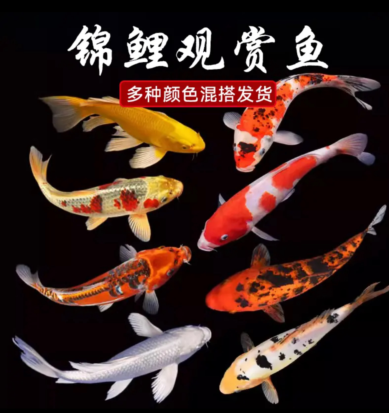 【一物一拍】5-15cm混搭 各色闪鳞锦鲤观赏鱼包邮包活包损