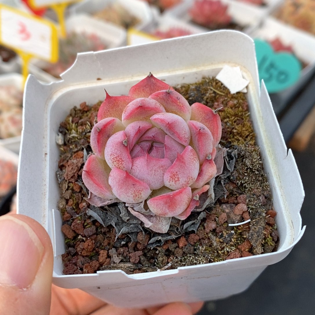 精品多肉一物一拍不包整144