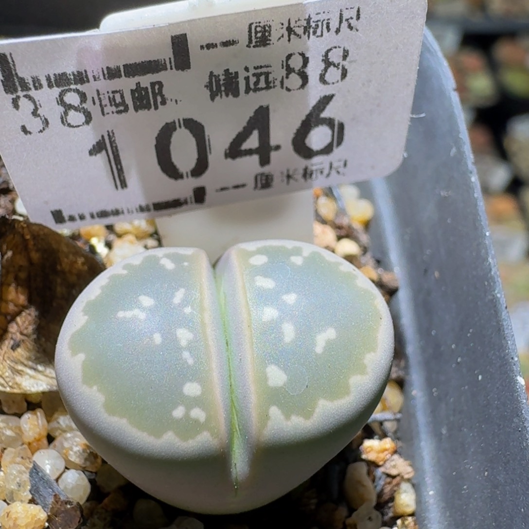 Sss清仓便宜出了1046