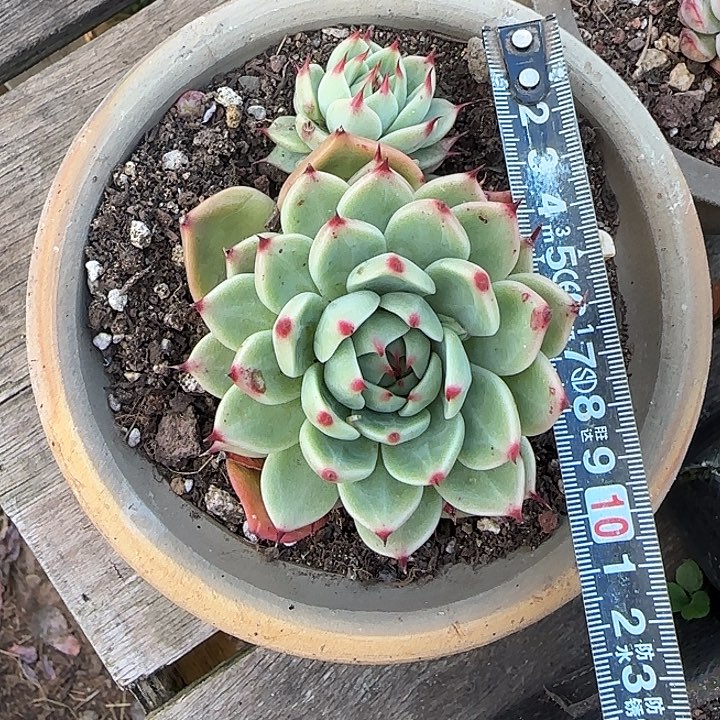 绿龙729 多肉植物一物一拍