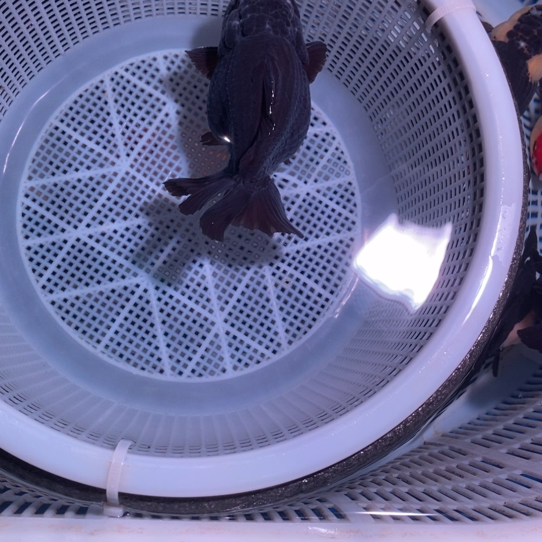 金鱼小****✨玛丽金鱼726