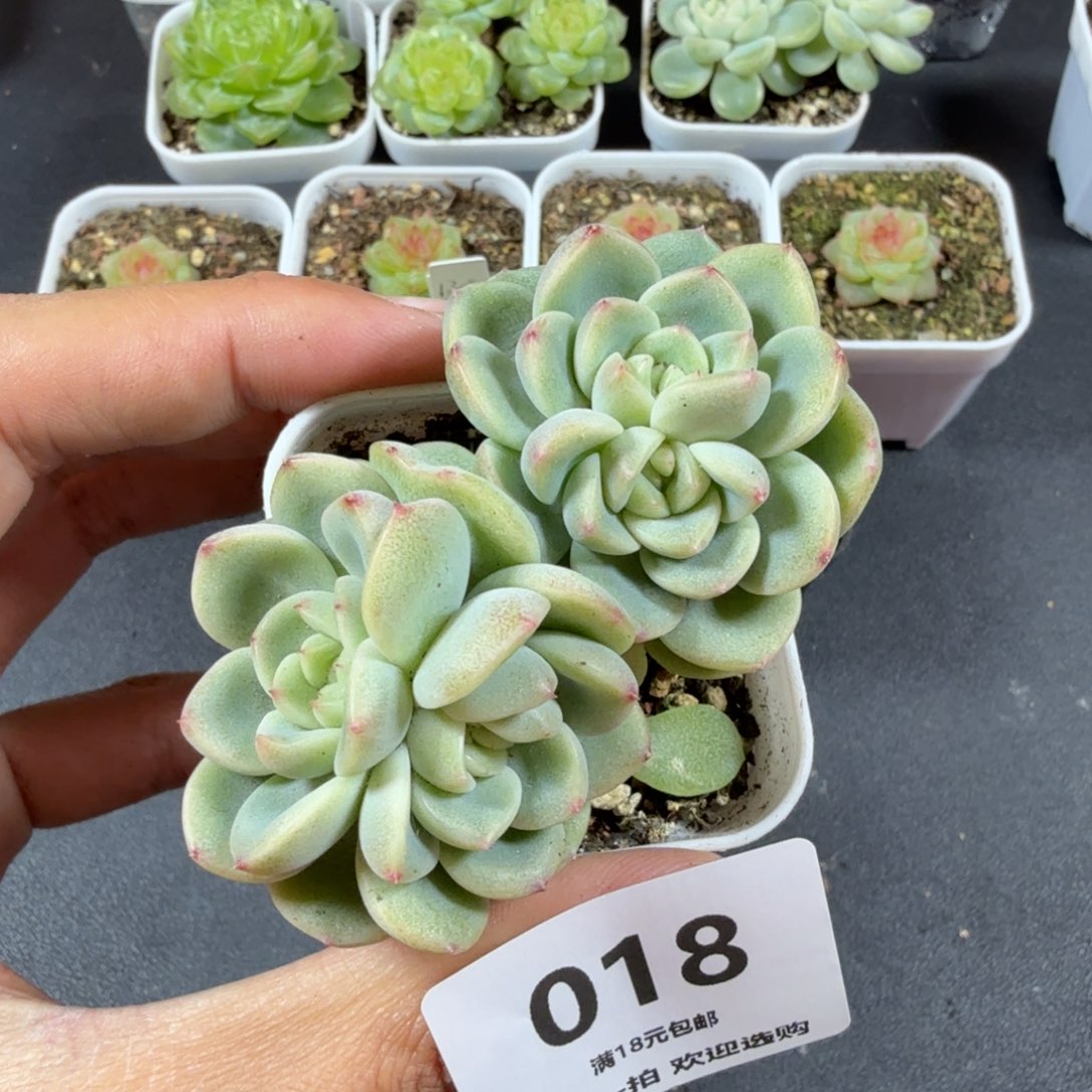 财富密码四头一物一拍018