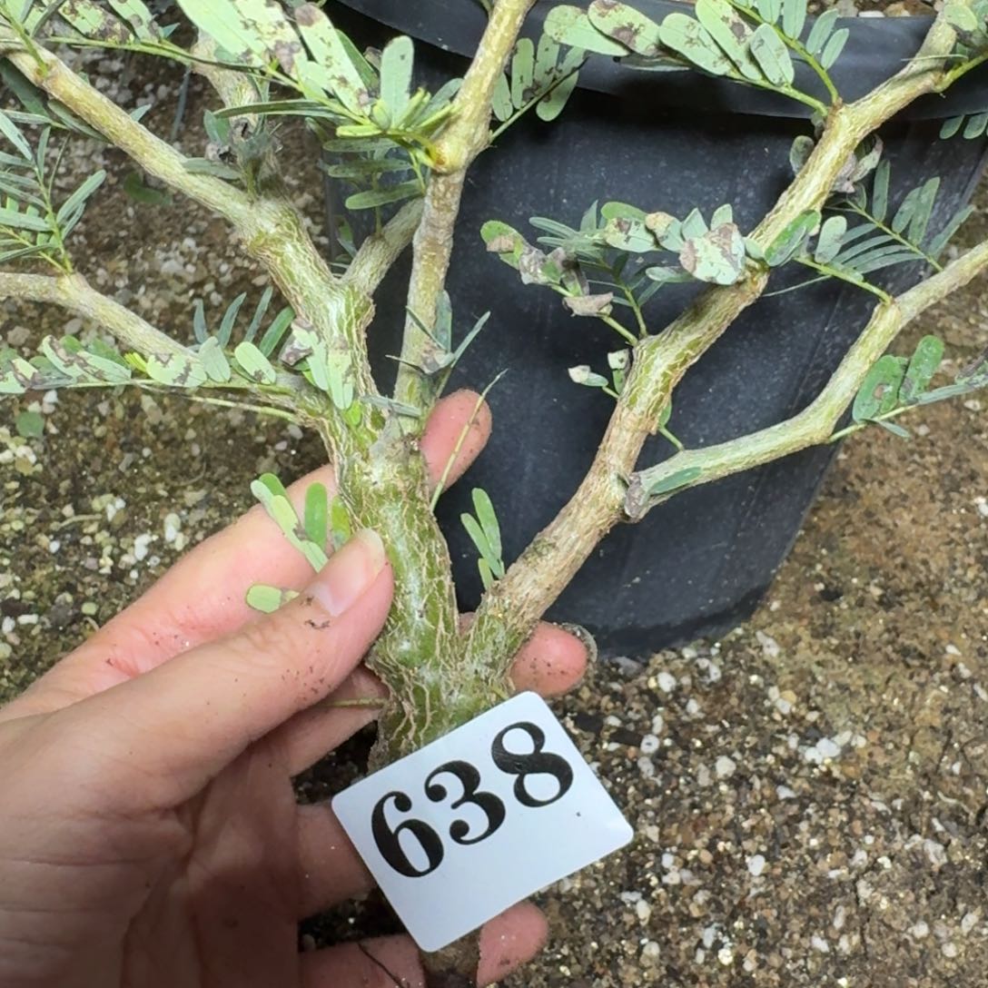 蜻***呱沙漠苏木一物一拍多肉