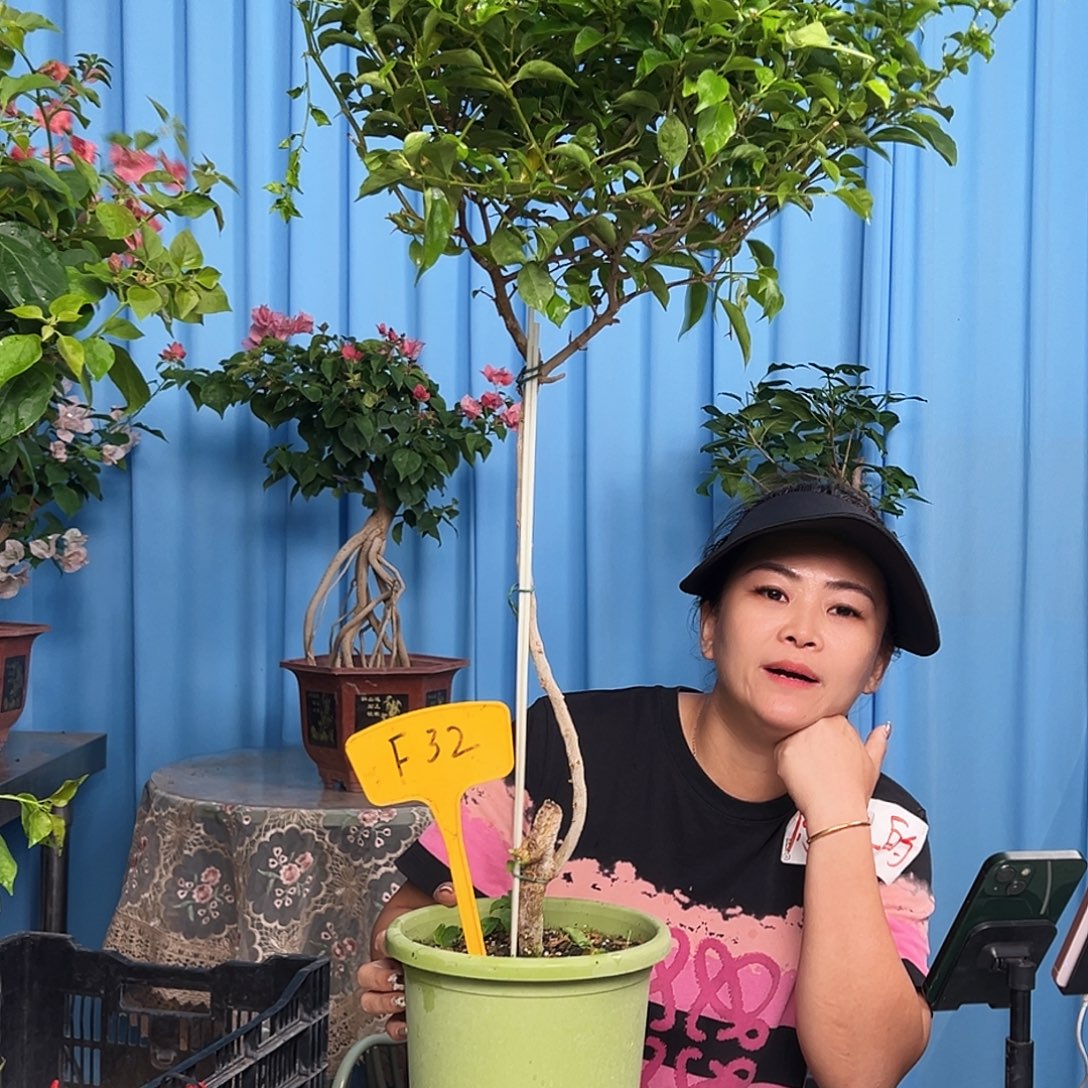 街***铃大部分开放少量花苞F32魔法樱花