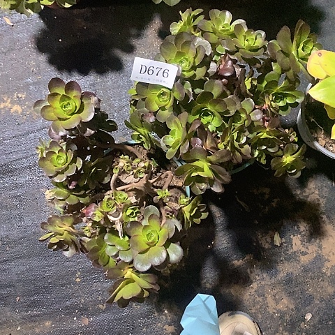 676魅金玫瑰多肉母本2颗处理无售后