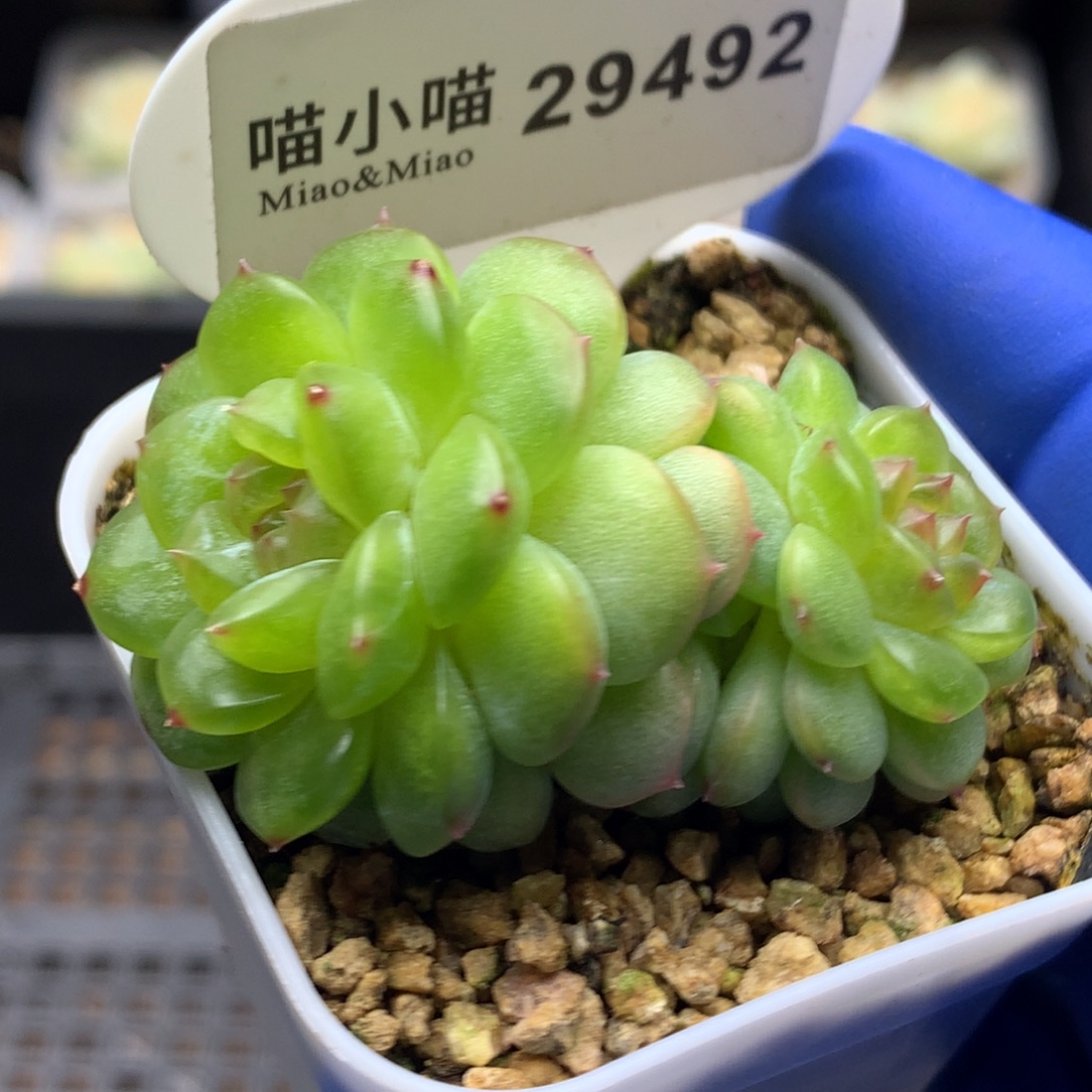 多肉植物杂交珍妮