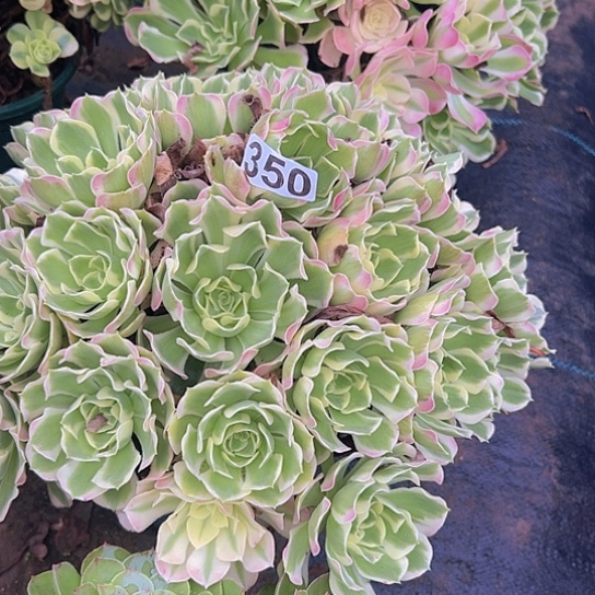 家***看多肉植物一个白凤