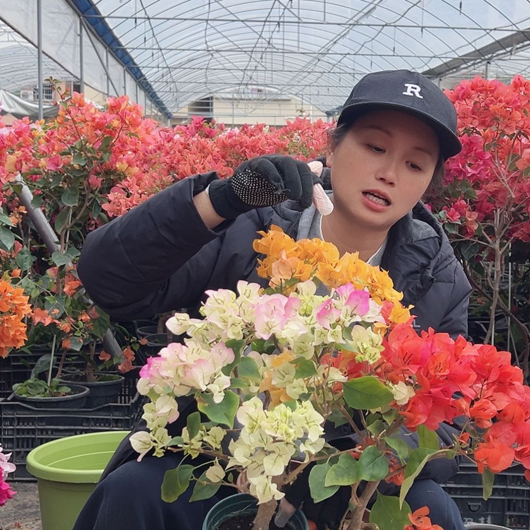 大部分花苞少量开放绿樱，加州黄，夕阳红组合23.9