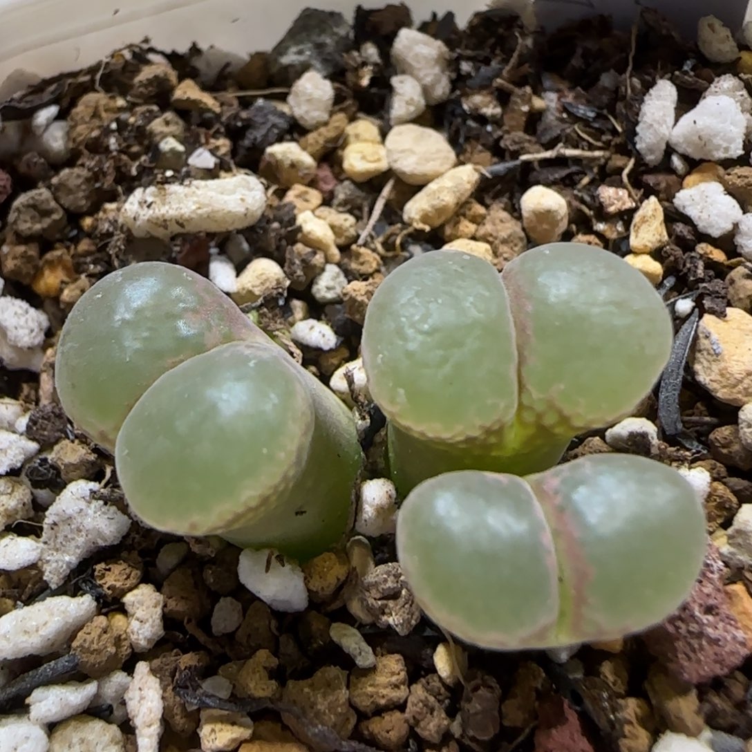 12.1。 粉樱风铃。5014