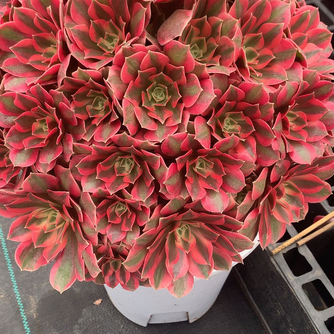 阳***】完全开放法师图片植物多肉