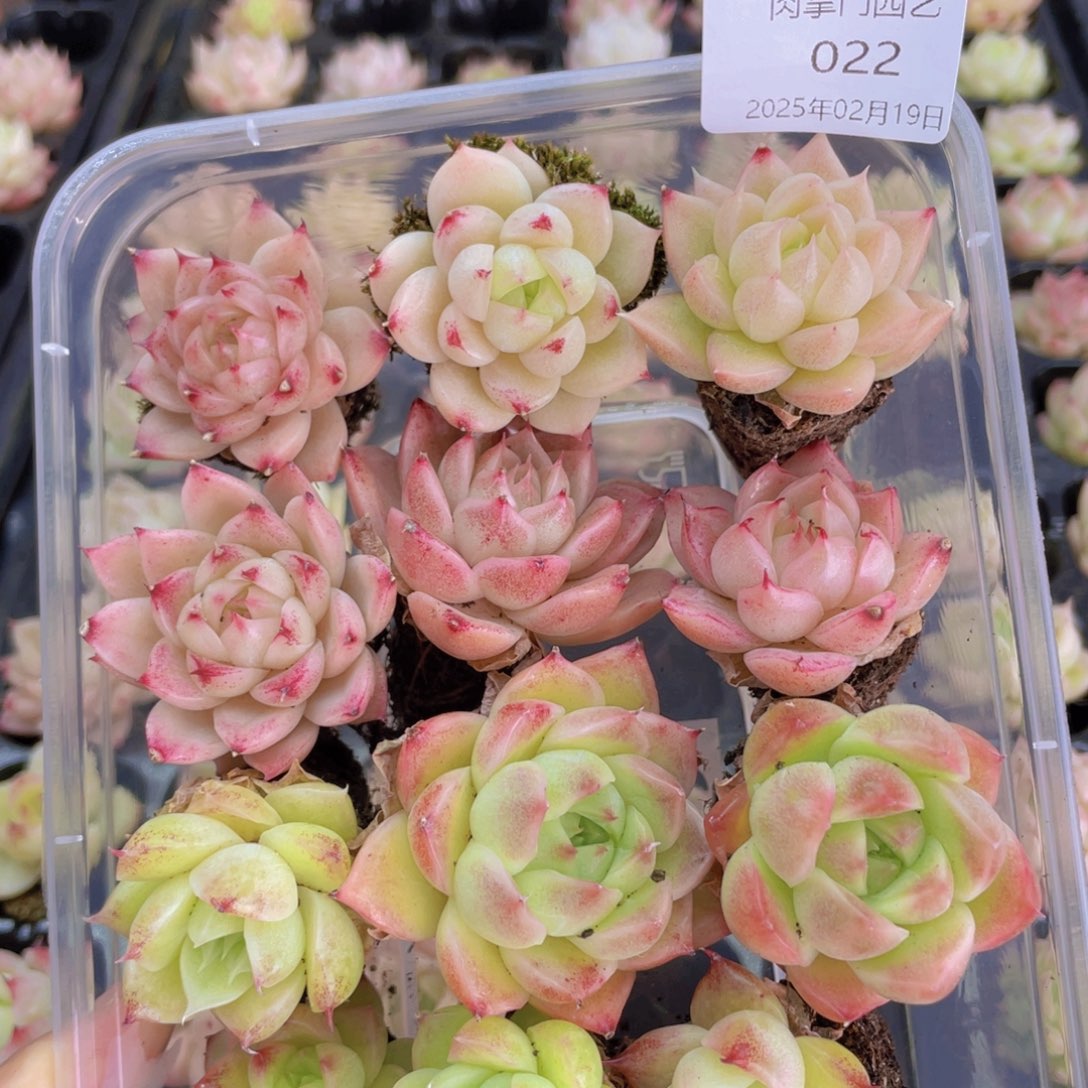 点****9开心快乐成长022