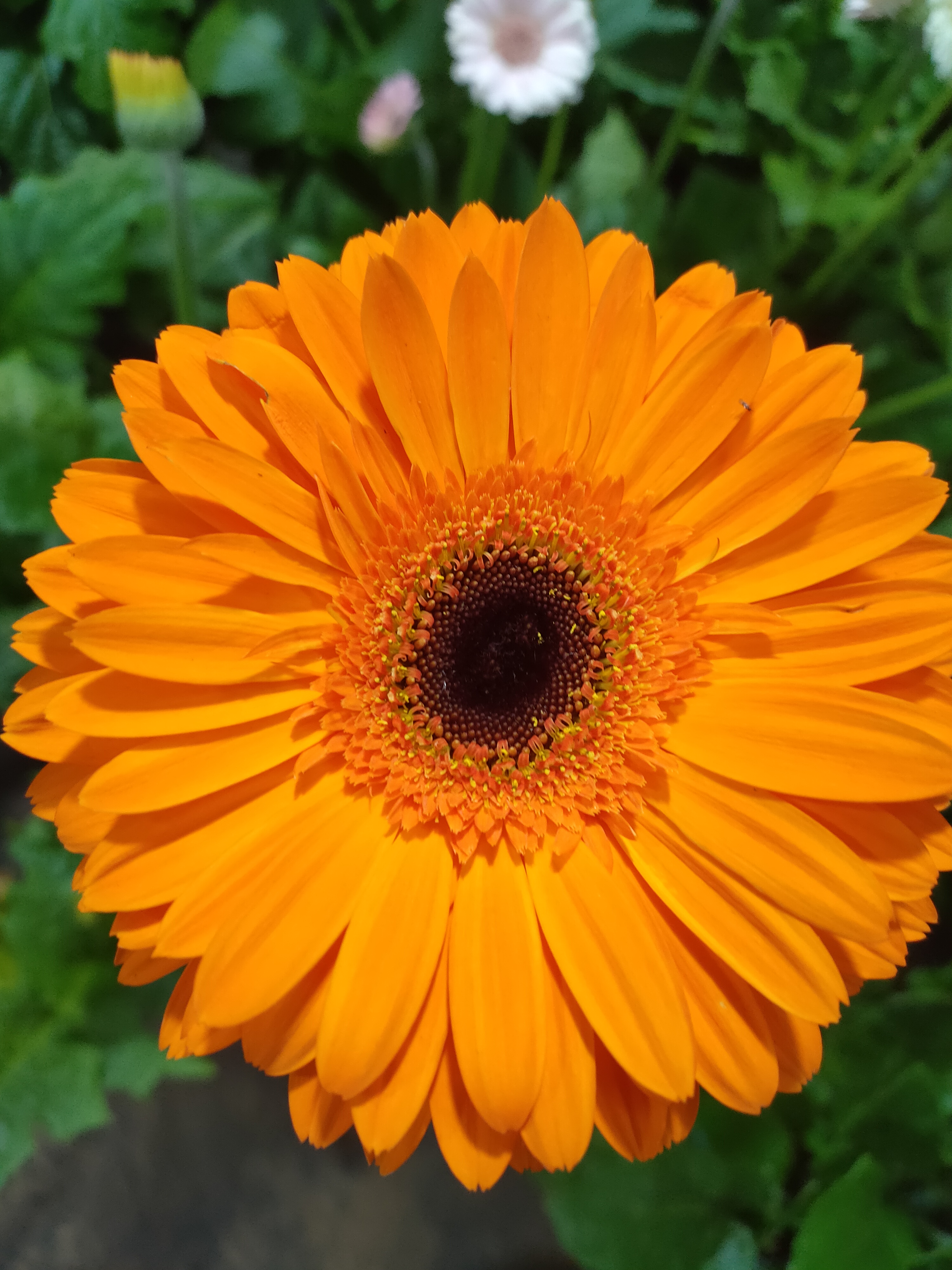 高杆非洲菊（金贵）多季开花宿根苗花卉植物阳台庭院室外盆栽地栽