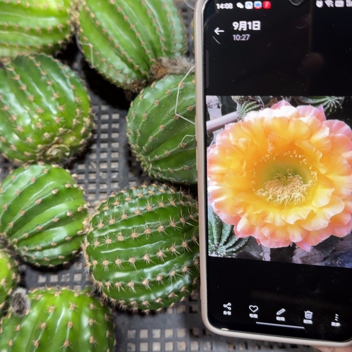 227彩草97歪4公分左右无根侧牙，20包邮