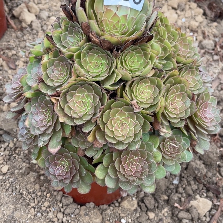 无花朵830多肉植物红魔
